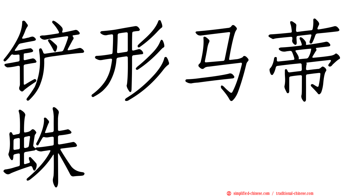 铲形马蒂蛛