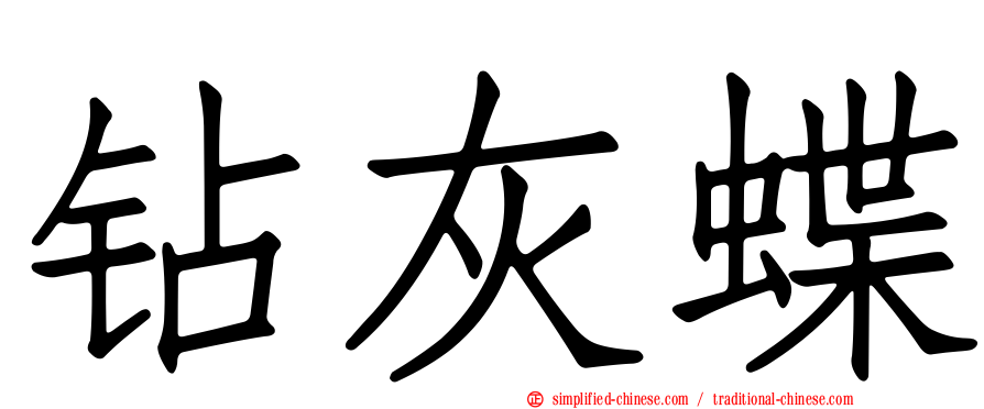 钻灰蝶