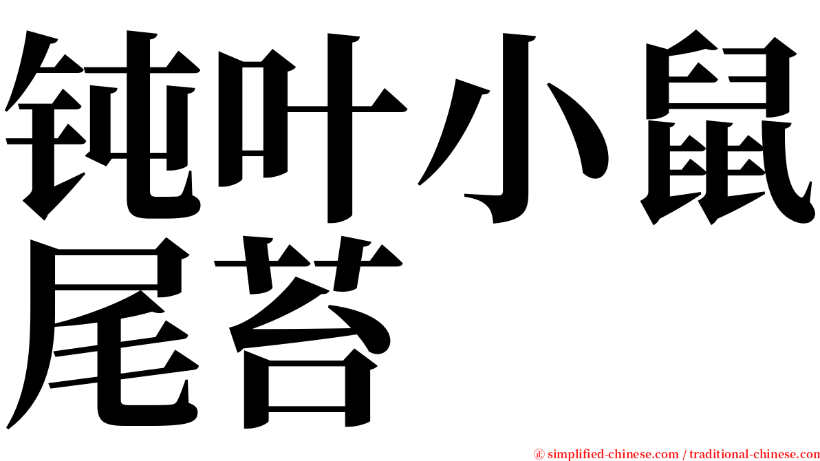钝叶小鼠尾苔 serif font