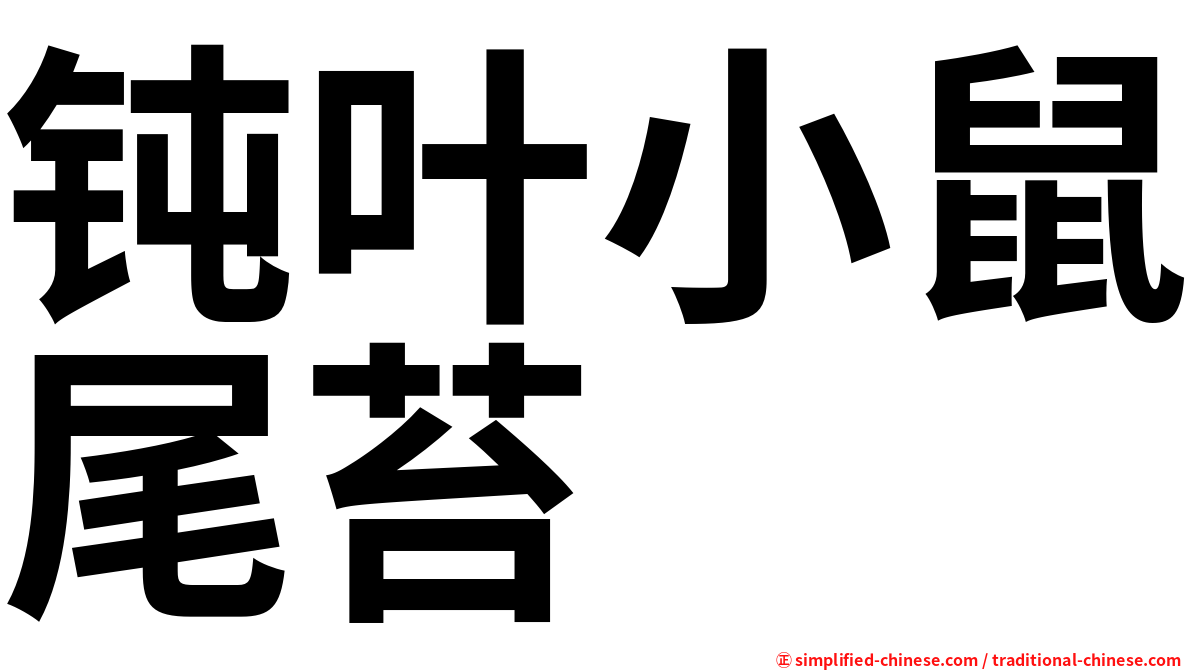 钝叶小鼠尾苔