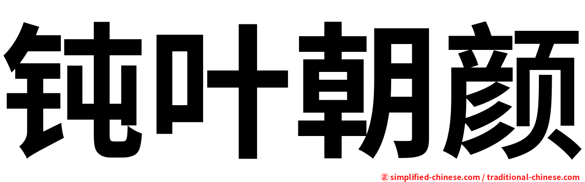钝叶朝颜
