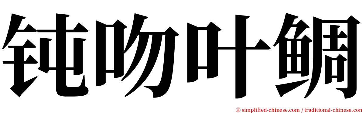 钝吻叶鲷 serif font