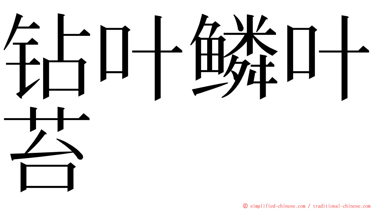 钻叶鳞叶苔 ming font