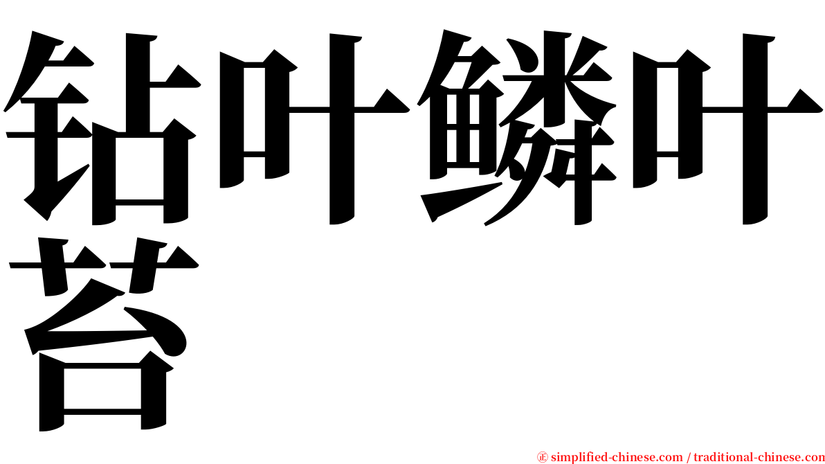 钻叶鳞叶苔 serif font