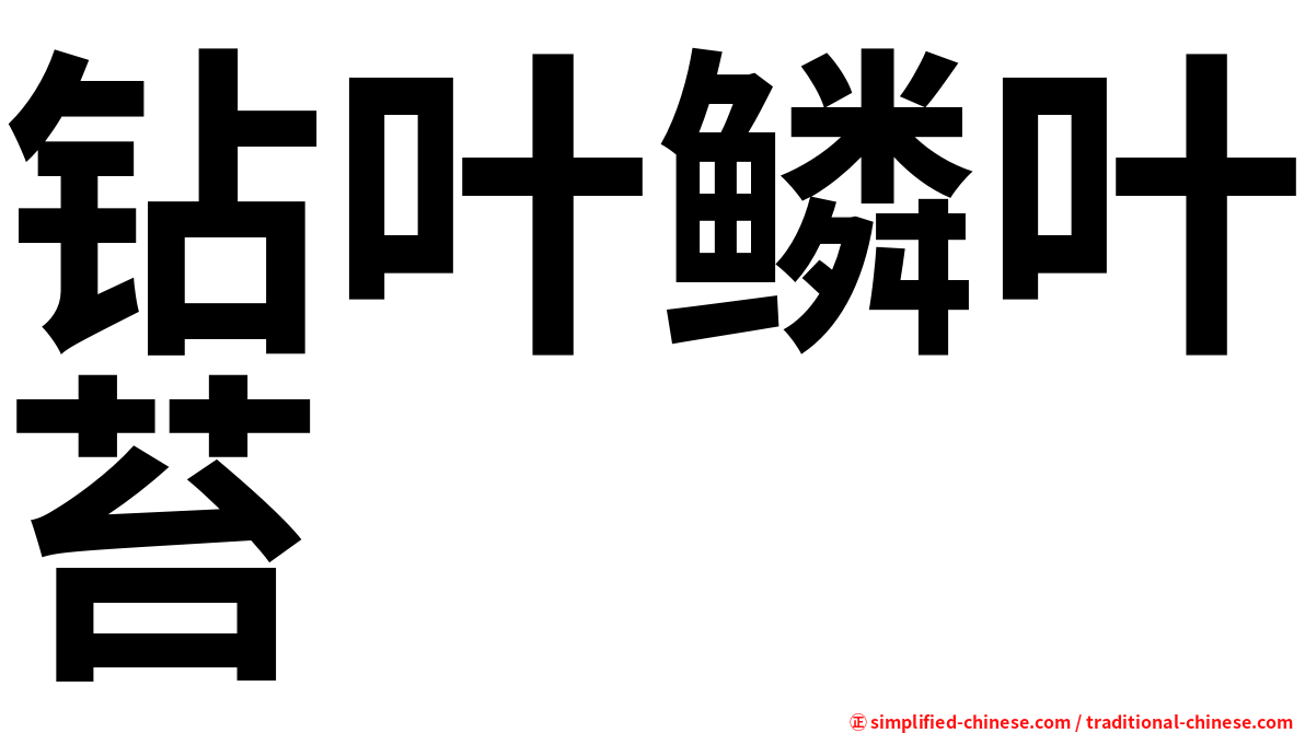 钻叶鳞叶苔