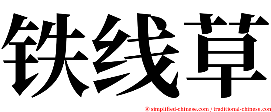 铁线草 serif font