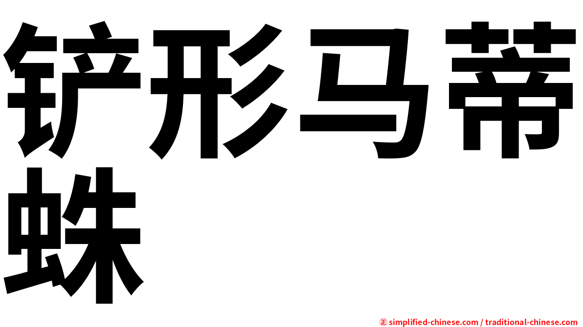 铲形马蒂蛛