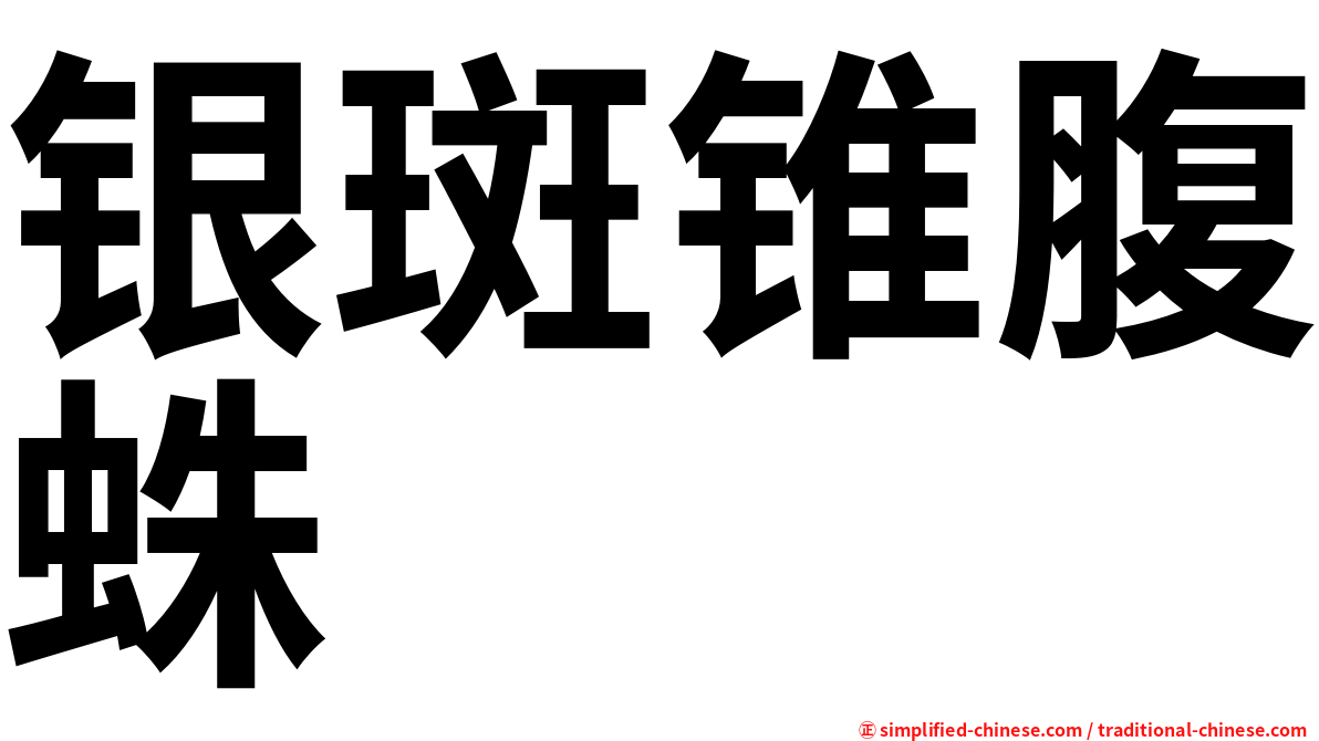 银斑锥腹蛛