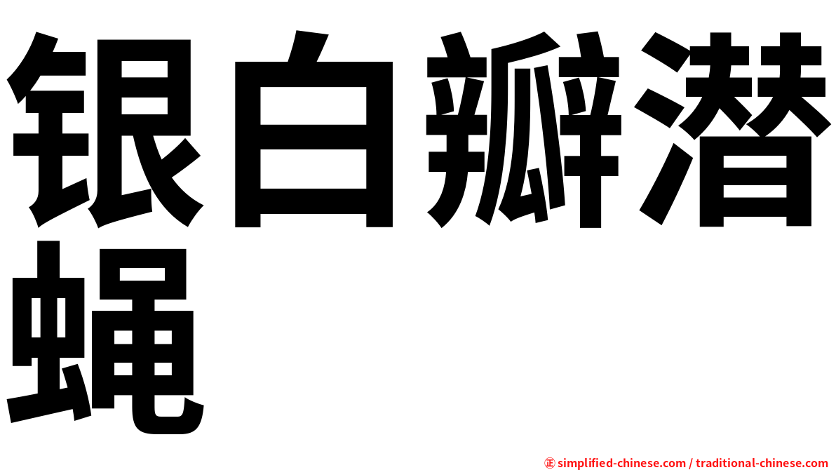 银白瓣潜蝇