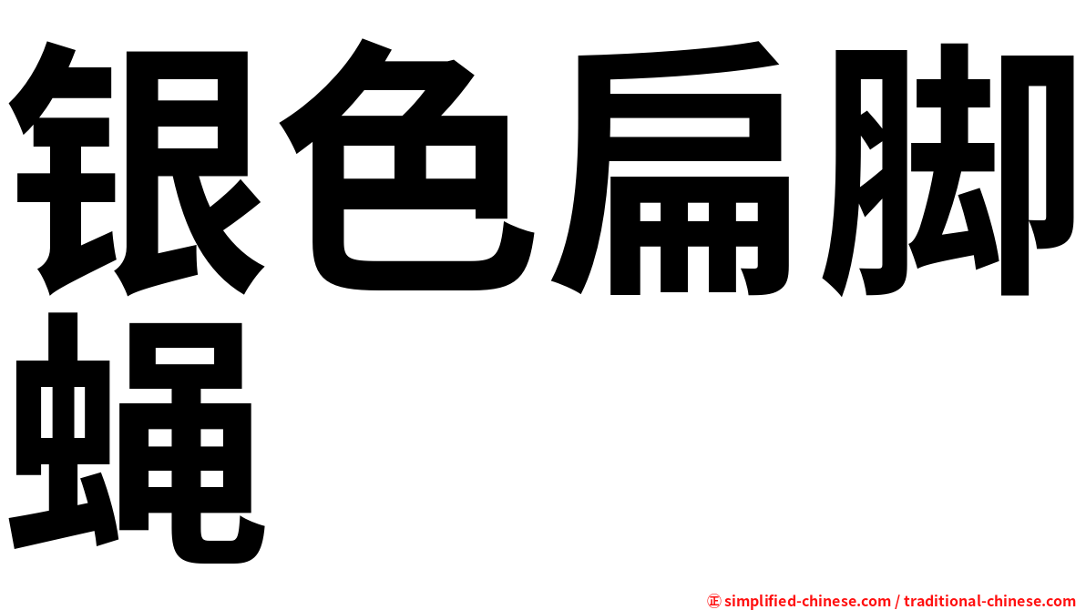 银色扁脚蝇