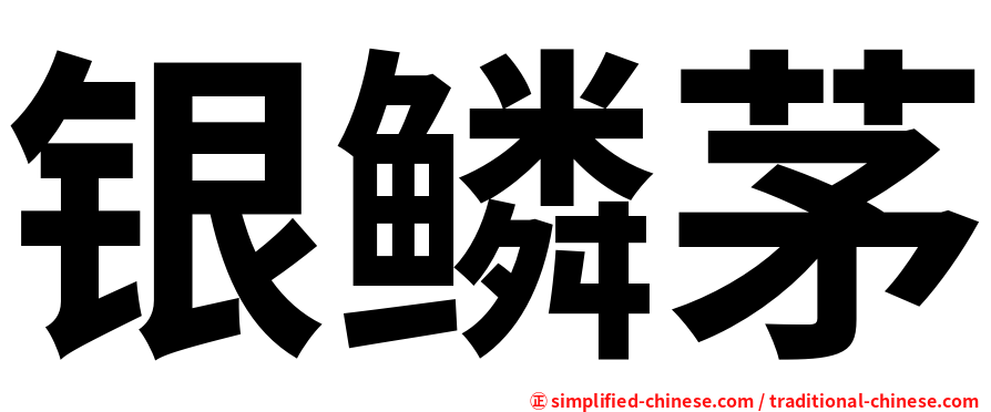 银鳞茅