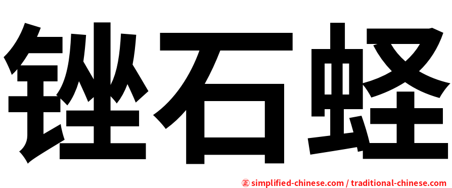锉石蛏