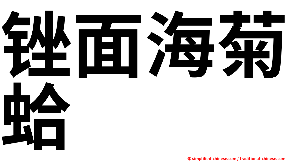锉面海菊蛤