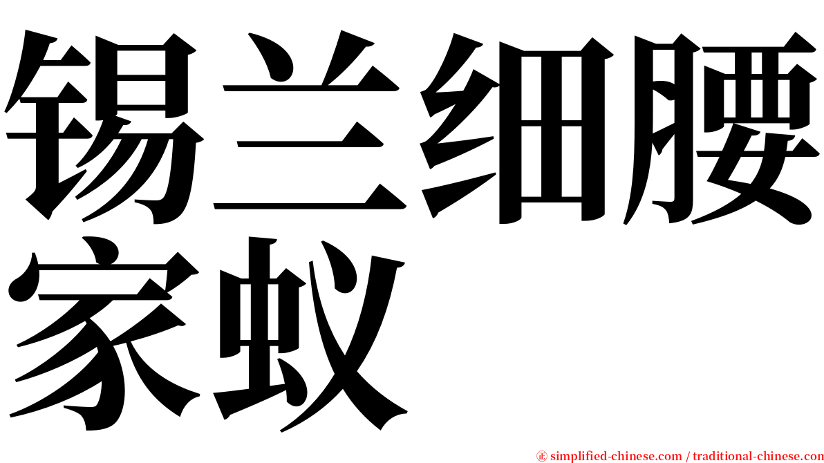 锡兰细腰家蚁 serif font