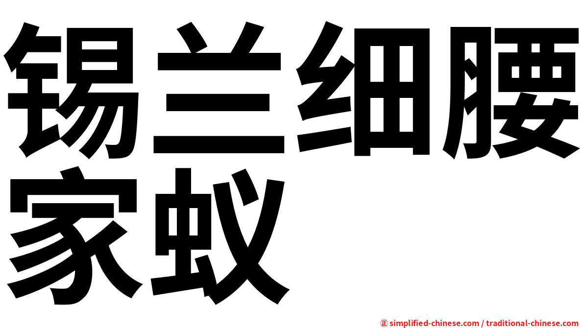 锡兰细腰家蚁
