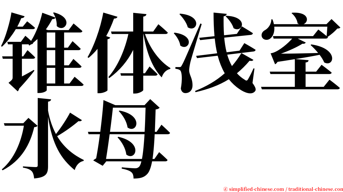 锥体浅室水母 serif font