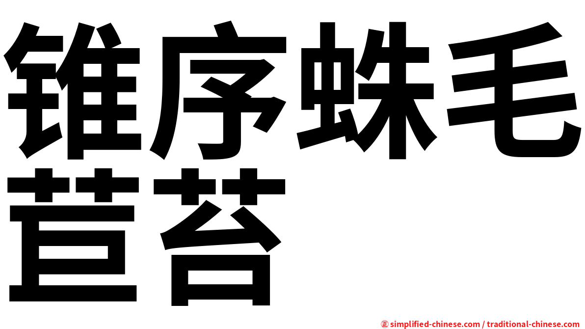 锥序蛛毛苣苔