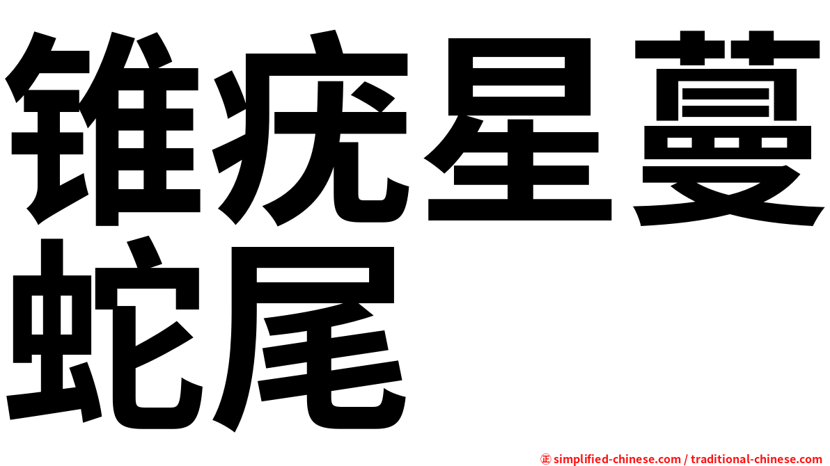 锥疣星蔓蛇尾
