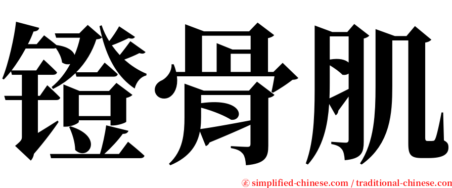 镫骨肌 serif font