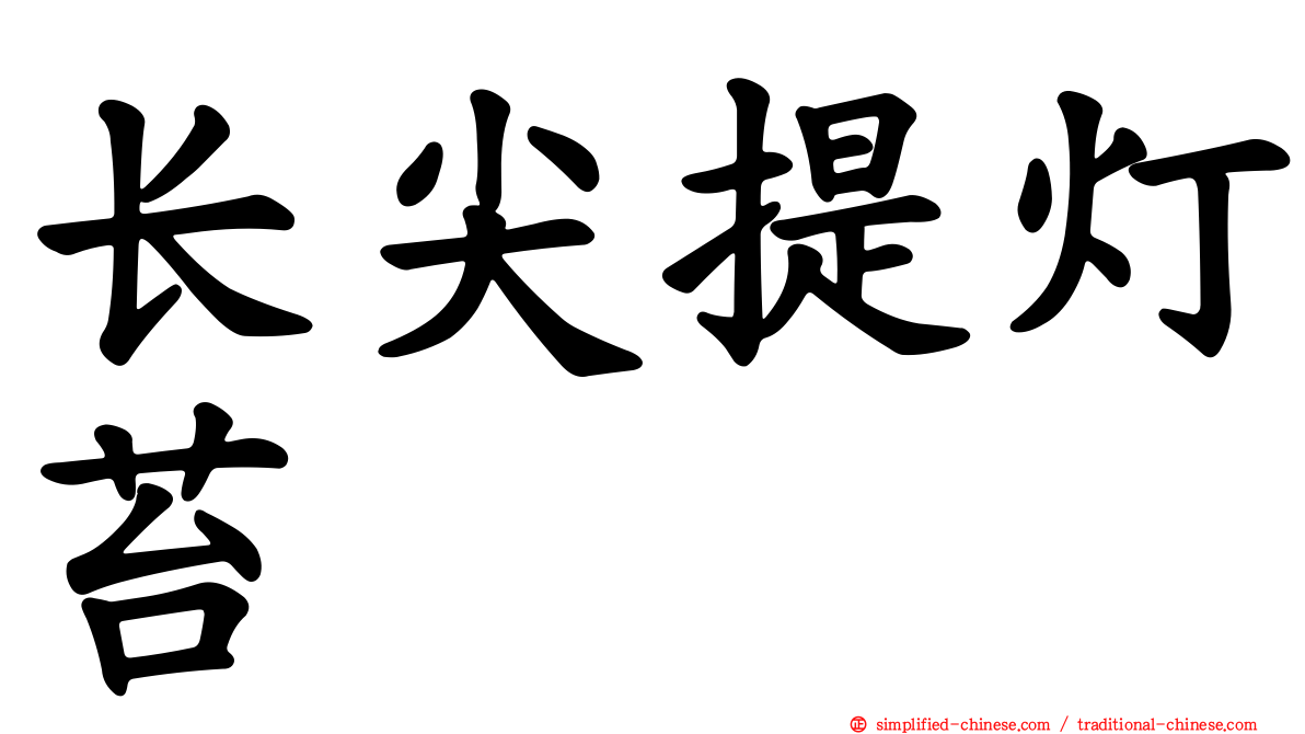 长尖提灯苔