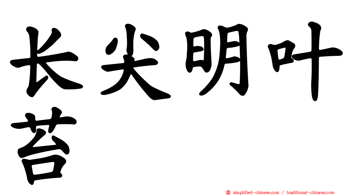 长尖明叶苔