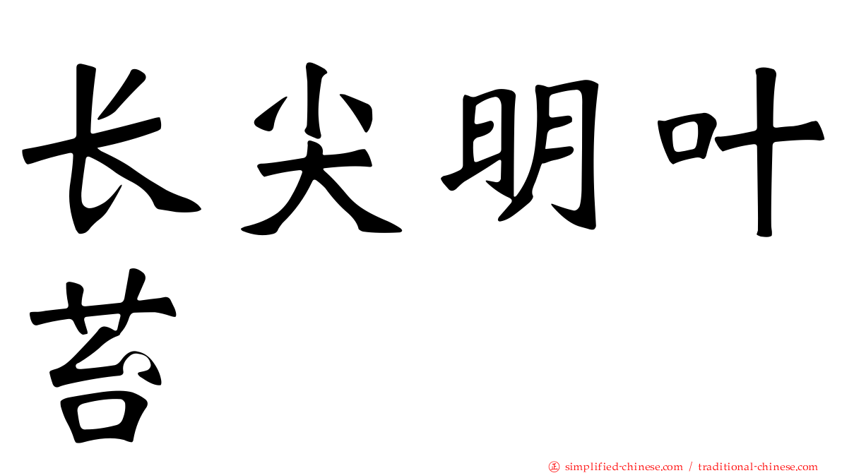 长尖明叶苔
