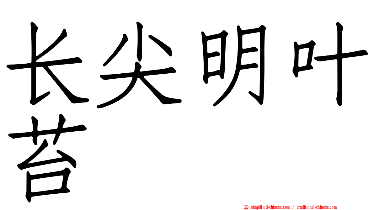长尖明叶苔