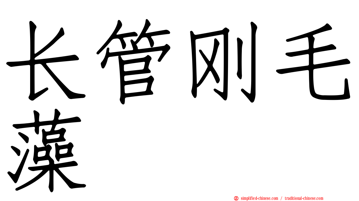 长管刚毛藻