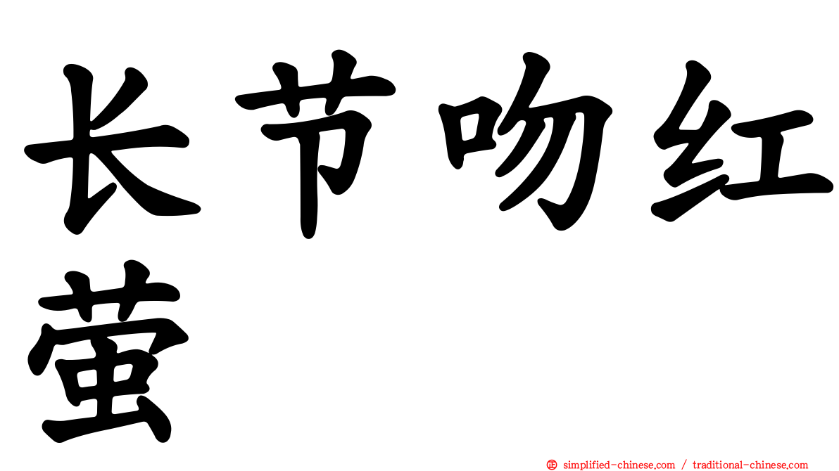 长节吻红萤