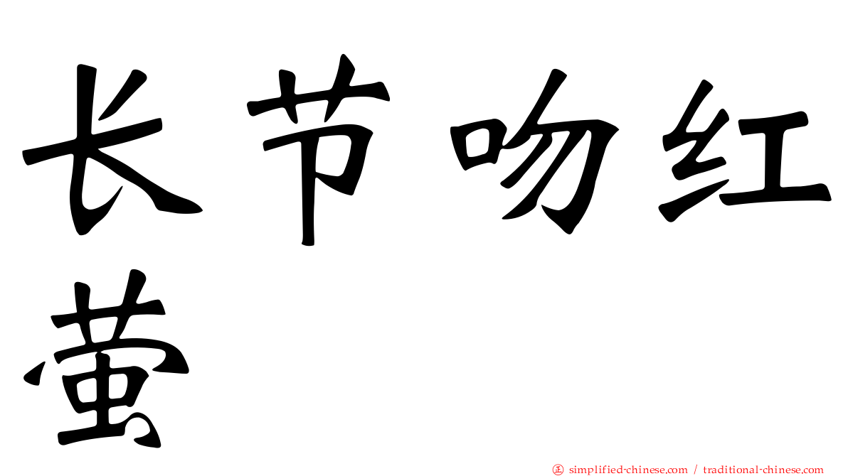 长节吻红萤