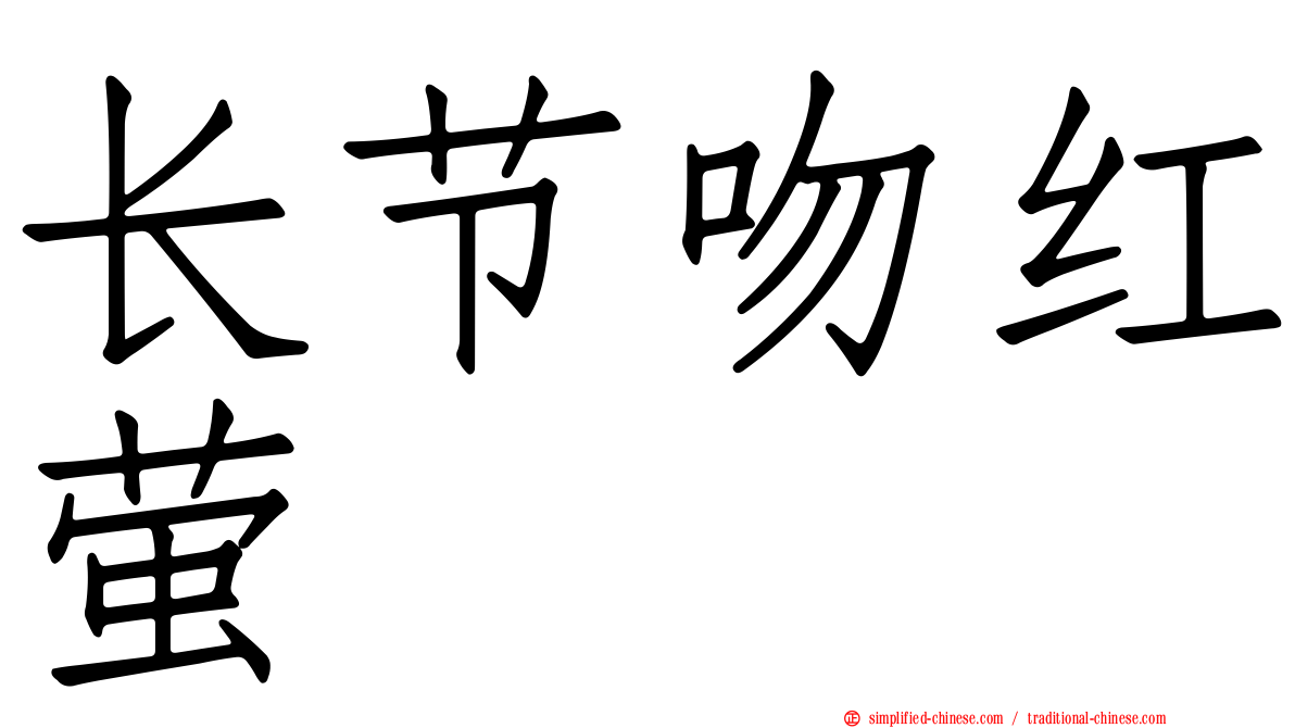 长节吻红萤
