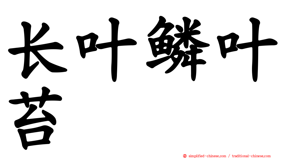 长叶鳞叶苔