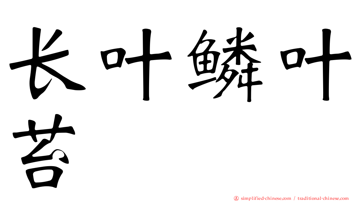 长叶鳞叶苔