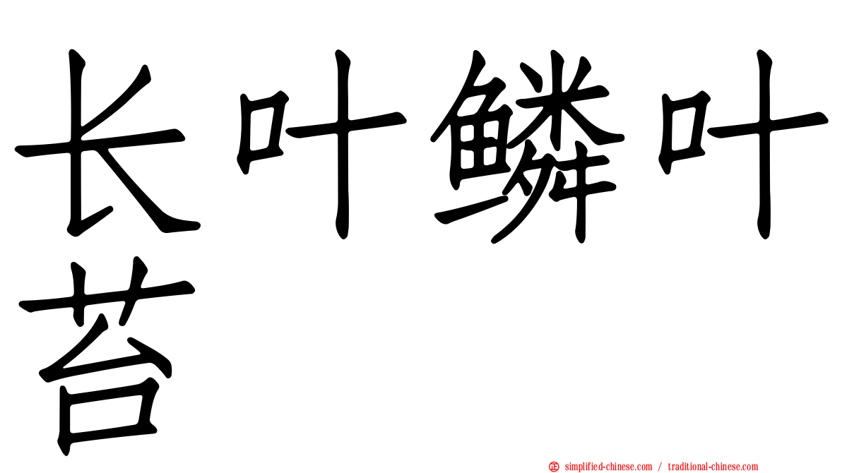 长叶鳞叶苔