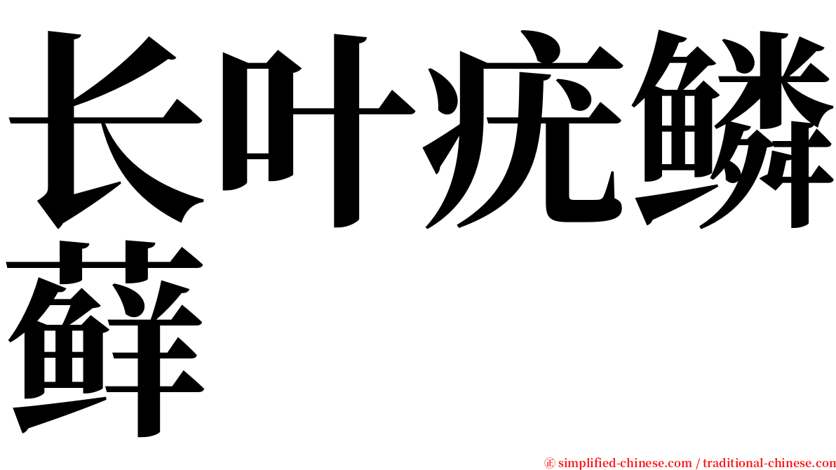 长叶疣鳞藓 serif font