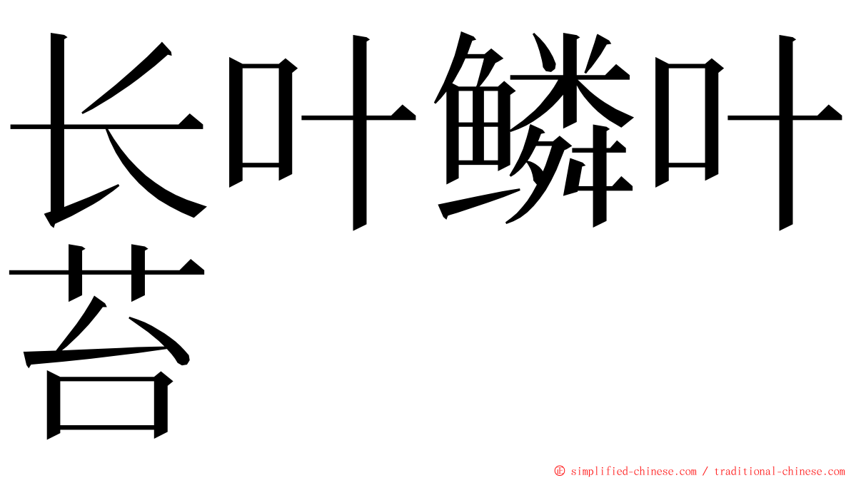 长叶鳞叶苔 ming font