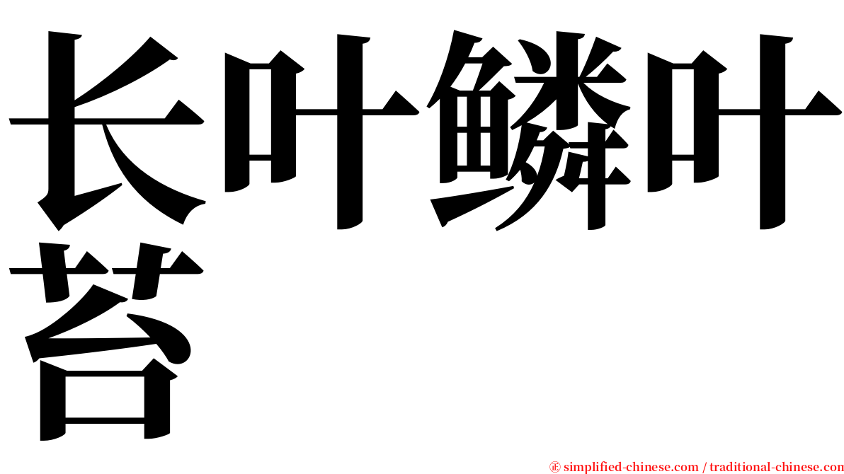 长叶鳞叶苔 serif font