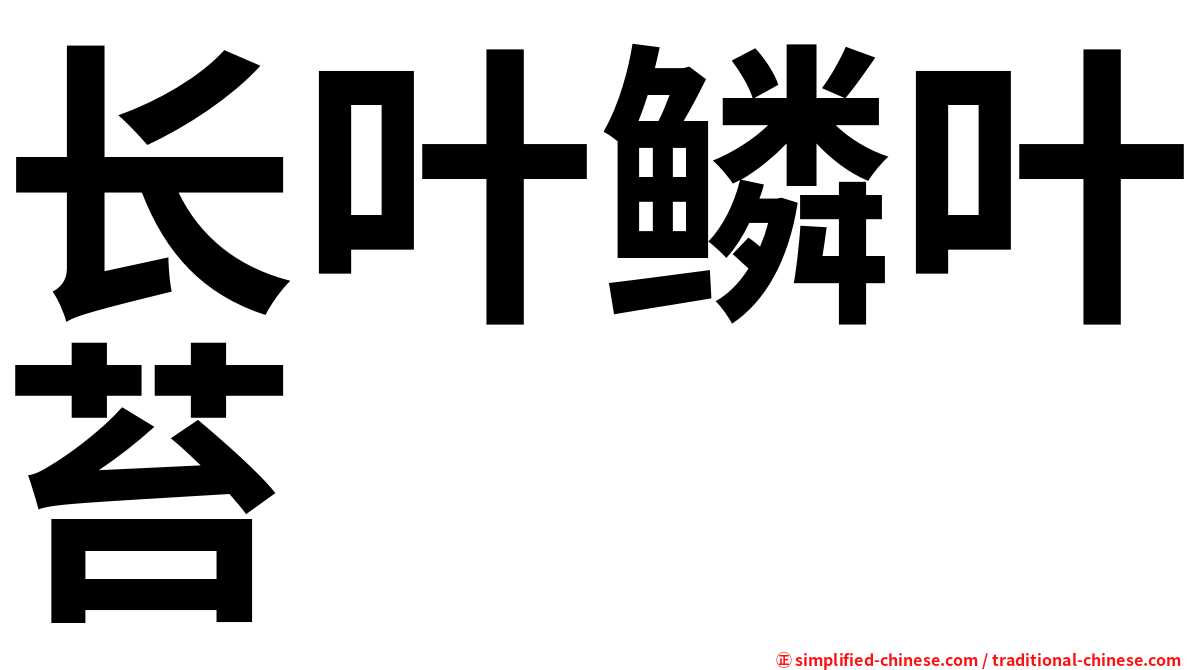 长叶鳞叶苔