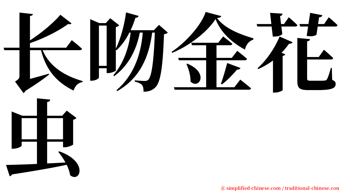 长吻金花虫 serif font