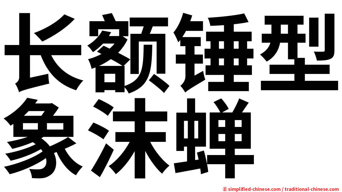 长额锤型象沫蝉