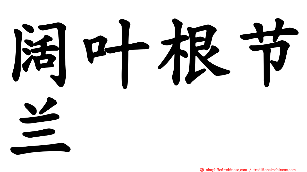 阔叶根节兰