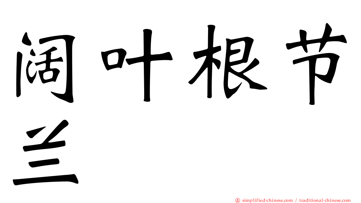 阔叶根节兰