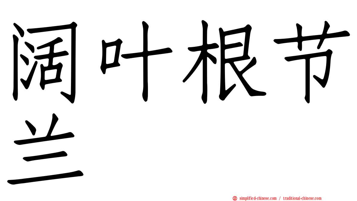 阔叶根节兰