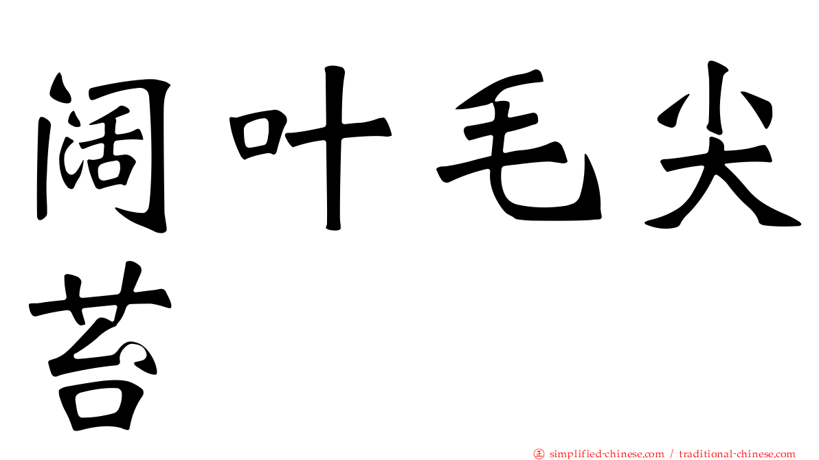 阔叶毛尖苔