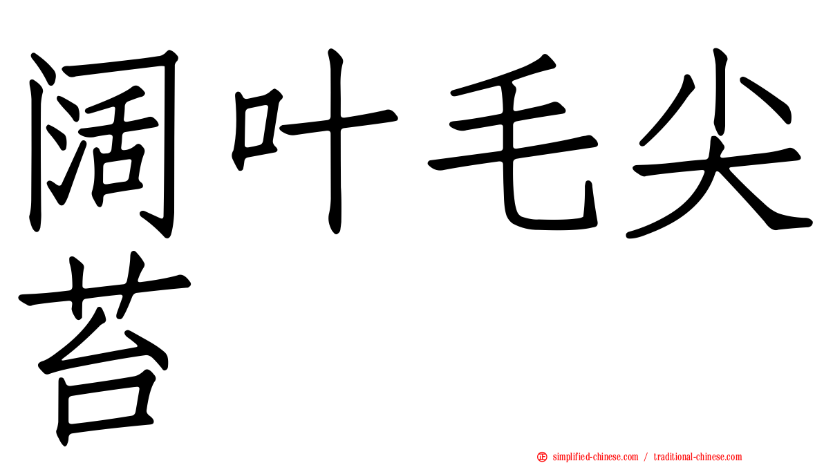 阔叶毛尖苔