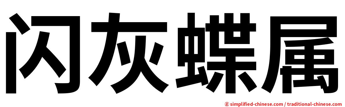 闪灰蝶属
