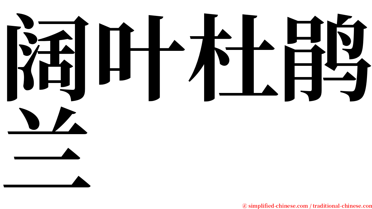 阔叶杜鹃兰 serif font
