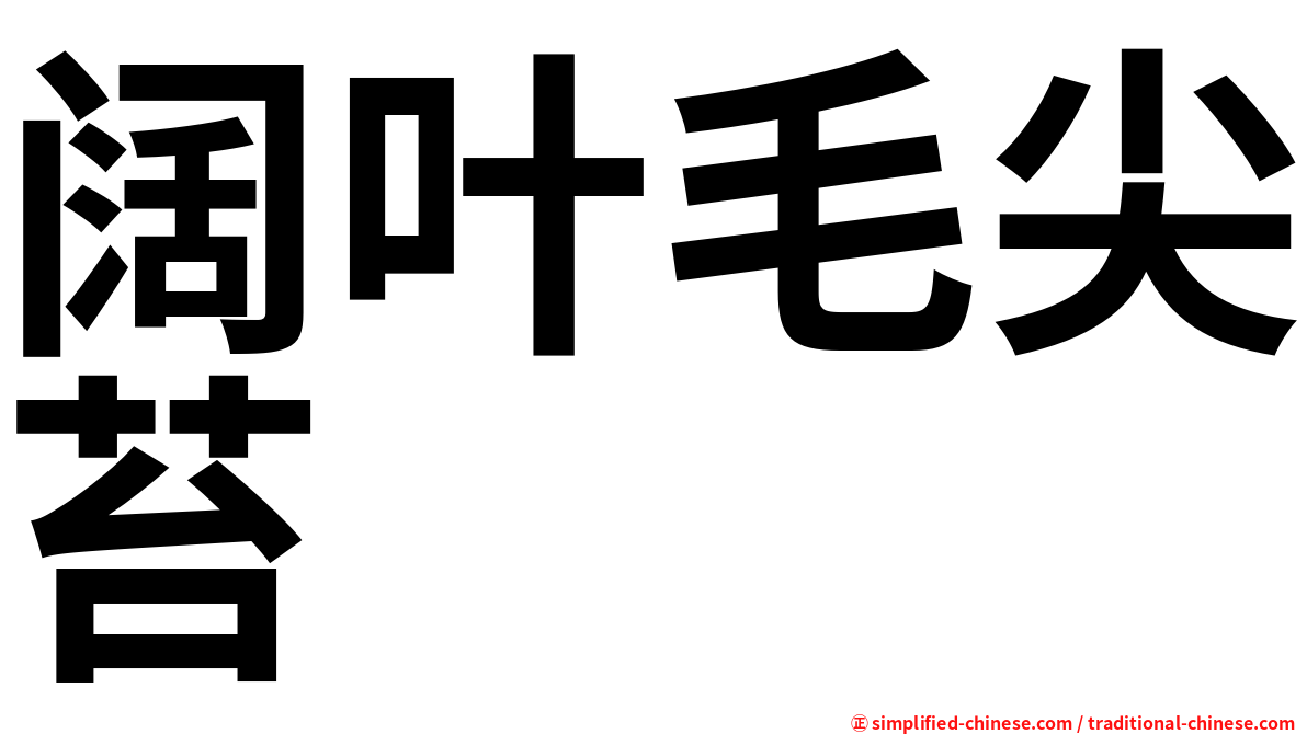 阔叶毛尖苔