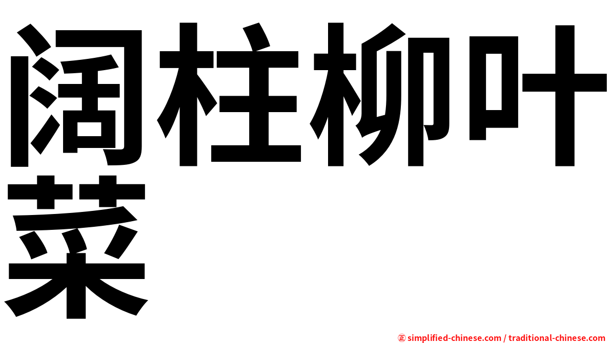 阔柱柳叶菜