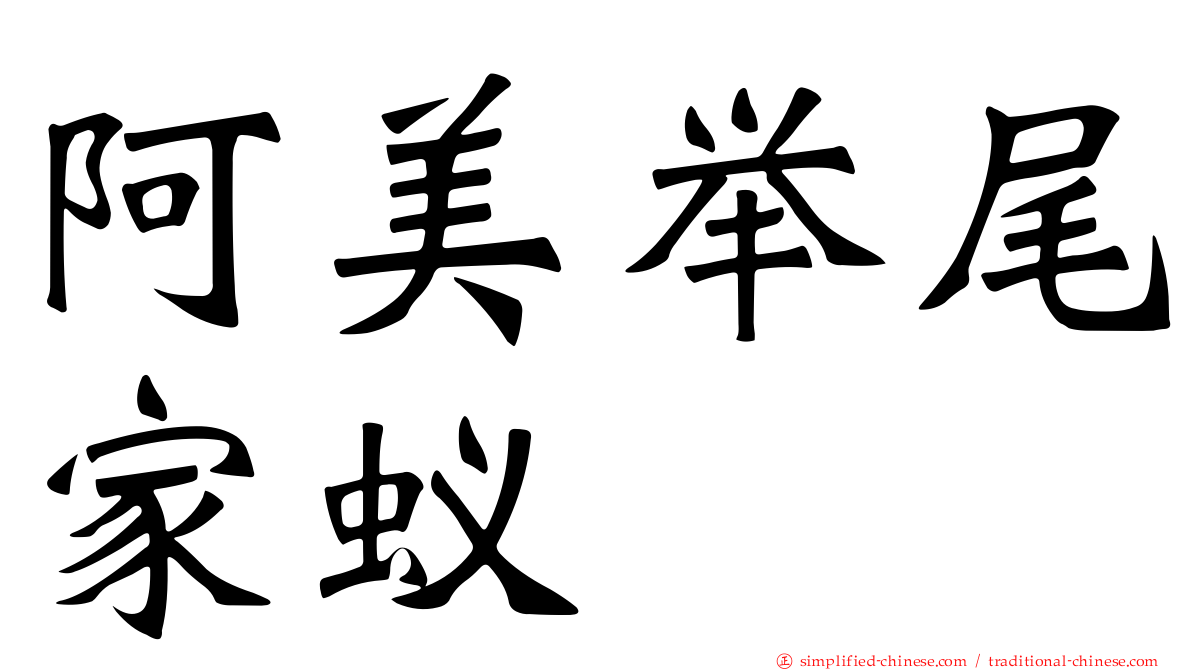 阿美举尾家蚁